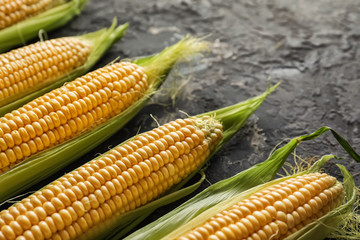 Fresh corn cobs on grunge background, closeup