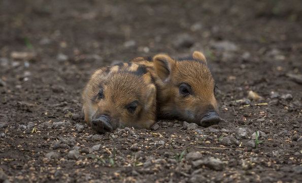Young wild Boar family