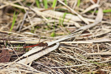 Dragonfly
