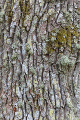Bark of an oak tree
