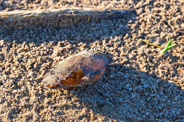 Duck mussel on the beach