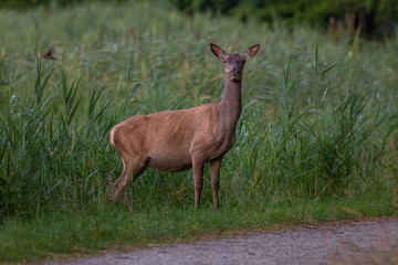 Red Deer outdoors Netherlands