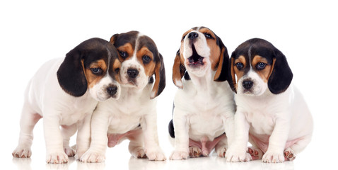 Four beautiful beagle puppies