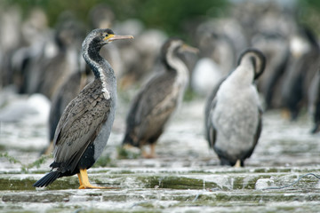 Spotted Shag - Stictocarbo punctatus - parekareka - species of cormorant endemic to New Zealand. Originally classified as Phalacrocorax punctatus