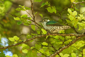 Naklejka premium Shining Bronze Cuckoo - Chrysococcyx lucidus - Australia, Indonesia, New Caledonia, New Zealand, Papua New Guinea, Solomon Islands, Vanuatu. called Chalcites lucidus