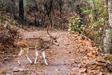 Spotted dear male in Ranthambore National Park in India