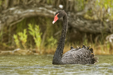 Black Swan - Cygnus atratus - australian big swan on the lake in Australia, Tasmania