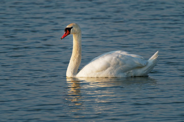 Mute Swan (Cygnus olor) swimming in the lake, Europe