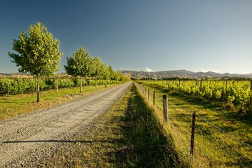 Fototapeta na wymiar Vineyard, winery New Zealand, typical Marlborough landscape with vineyards and roads, hills and mountains