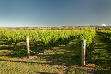 Fototapeta na wymiar Vineyard, winery New Zealand, typical Marlborough landscape with vineyards and roads, hills and mountains