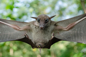 bat is mammal and call 