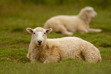 Naklejka na ściany i meble Sheep, farmland New Zealand, Scotland, Australia, Norway, agriculture farm