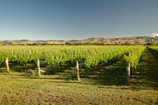 Vineyard, Winery New Zealand, Typical Marlborough Landscape With Vineyards And Roads, Hills And Mountains