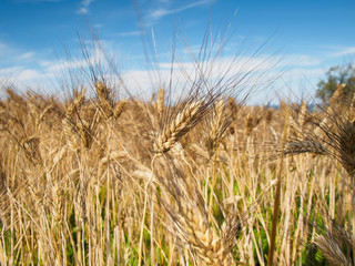 Obraz premium Wheat ears on the field in sunny weather day. Closeup view.