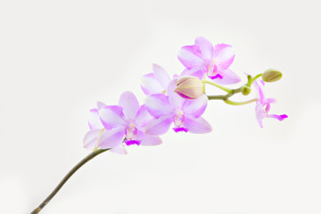 Beautiful rare orchid in pot on White  background