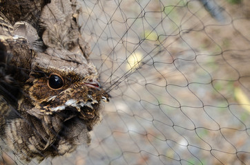 The Large-tailed nightjar is night bird