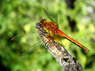 dragonfly