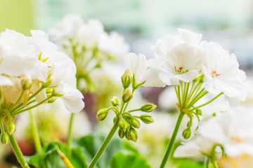 White flowers on a green background.