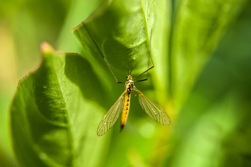Crane fly on a green leaf
