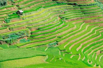 Rice fields at Northwest Vietnam