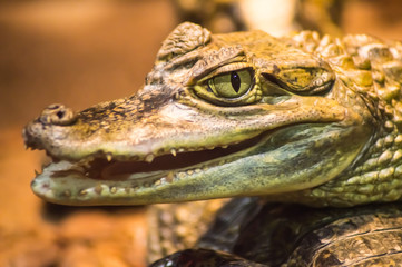 Close up on the head of a caiman