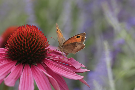 Gro&szlig;e Ochsenauge (Maniola jurtina) auf Bl&uuml;te