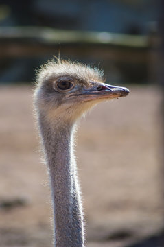 Close up on the head of an ostrich in the park Pairi daisa