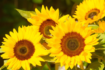 Gelbe Sonnenblumen 