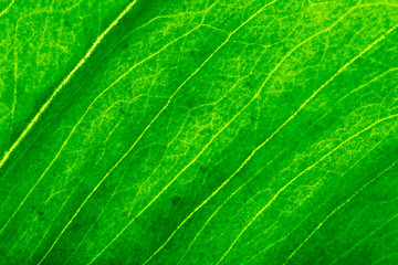 Closeup image of natural leaf pattern background