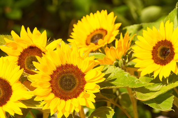 Obraz premium Gelbe Sonnenblumen 