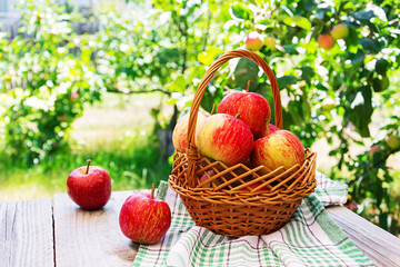 Basket of ripe red apples on a table in a summer garden