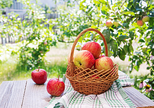 Fresh red apples in a basket on a table in a summer garden