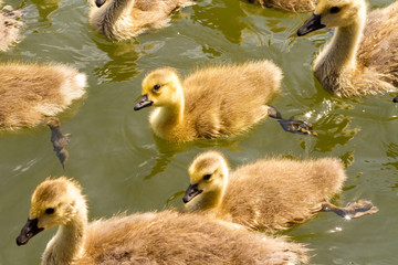 A flock of goslings, young Canadian Geese swimming on the water