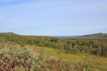  Karelian birch and shrubs in the tundra on the coast of the Barents Sea