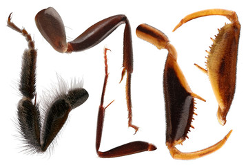 Paws of insects. Set for art design. Focus stacking