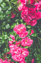 rose bush in bloom - flowering nature backdrops