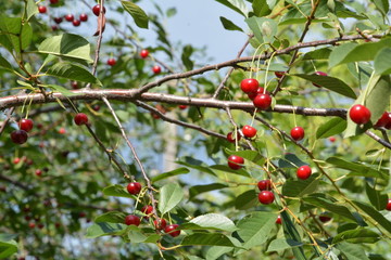 Red sweet cherry on a clear summer day in a tree