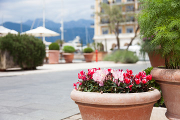 Fototapeta na wymiar Pink flowers grow and bloom in a flowerpot outdoor. Floral decoration in modern city streets with houses, buildings, mountains, green plants in spring.