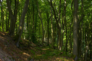 Forest in Eifel national park, West Rhine Westphalia, Germany