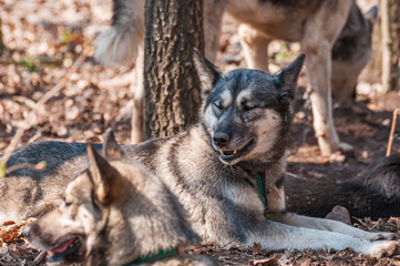 Several dogs waiting before the sleddog race