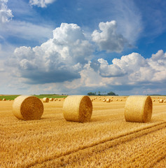 Yellow golden straw bales of hay in the stubble field, agricultural field under a blue sky with...