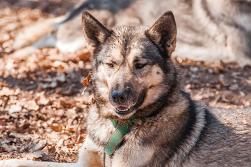 Portrait of a sleddog before the race