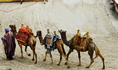 dromadaires en promenade avec touareg 