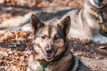 Portrait of a sleddog before the race