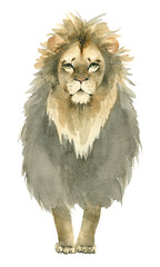 hand drawn lion