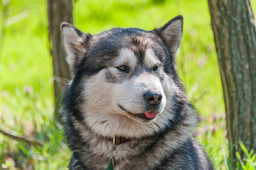 Portrait of a sleddog before the race