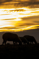 Fototapeta na wymiar sheep, sunset
