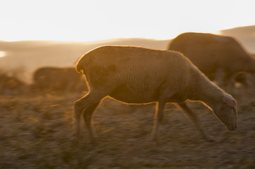 sheep, country, sunset, backlight