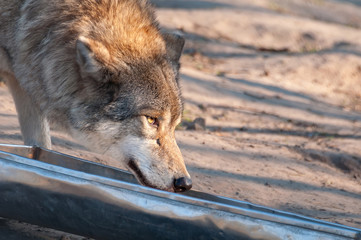Wolf drinking from the bowl in the zoo