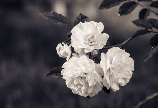 Fototapeta Delicate white roses, monochrome